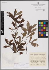 Foto von Salix conimbricensis Rothm.